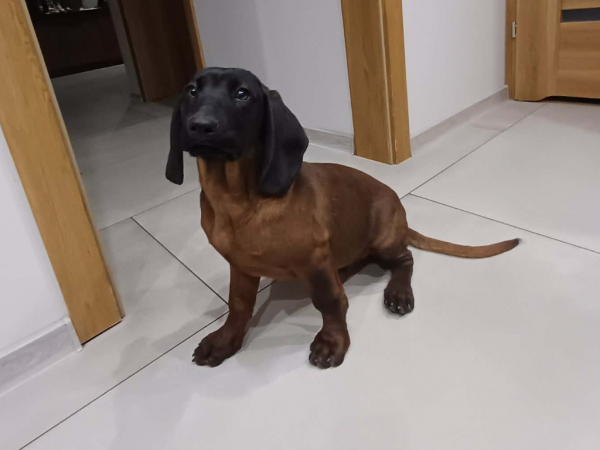 ZIKO/SAUER - Missing pet photo