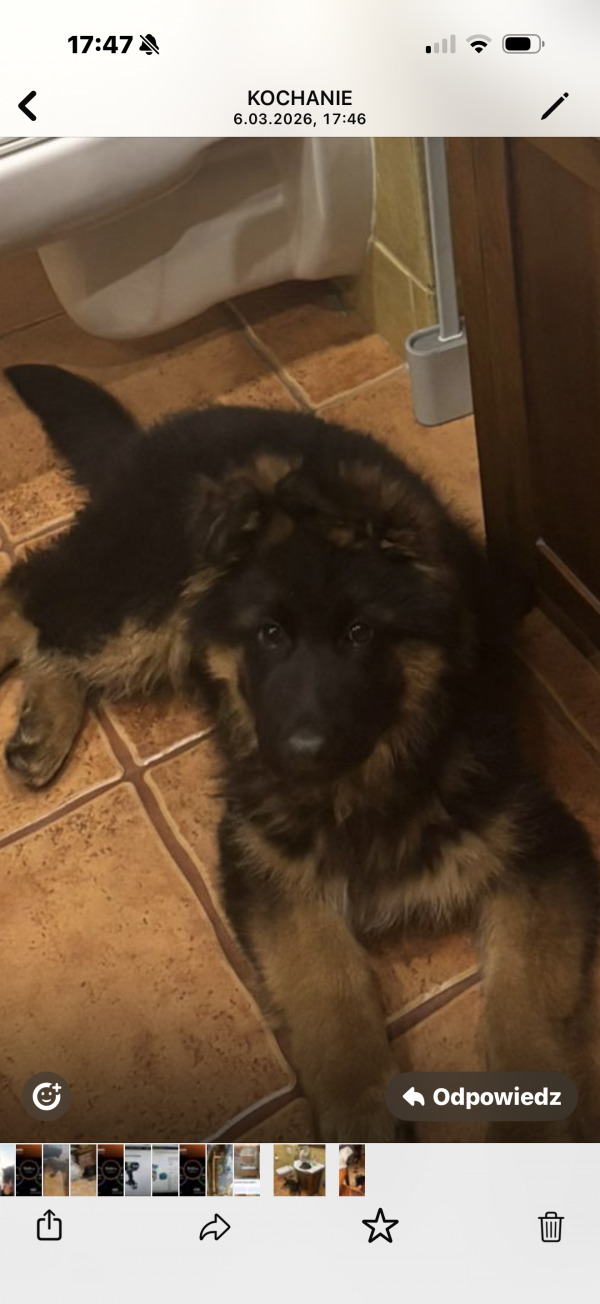 BARON - Missing pet photo