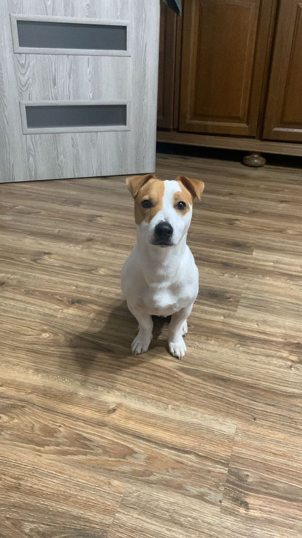 MAILO - Missing pet photo