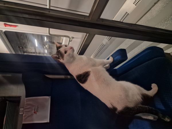 KSIĘCIUNIU - Missing pet photo