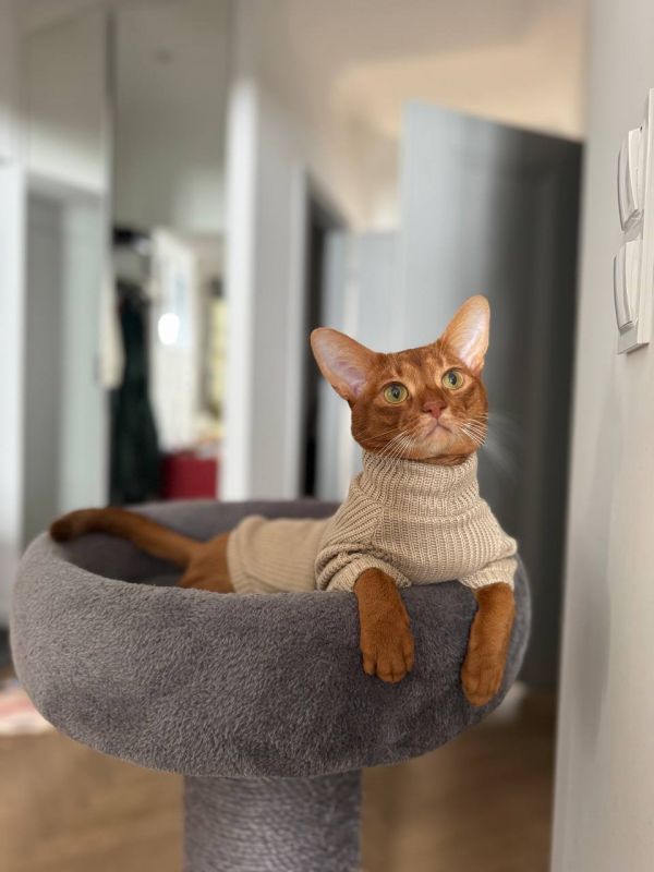 KENZO - Missing pet photo