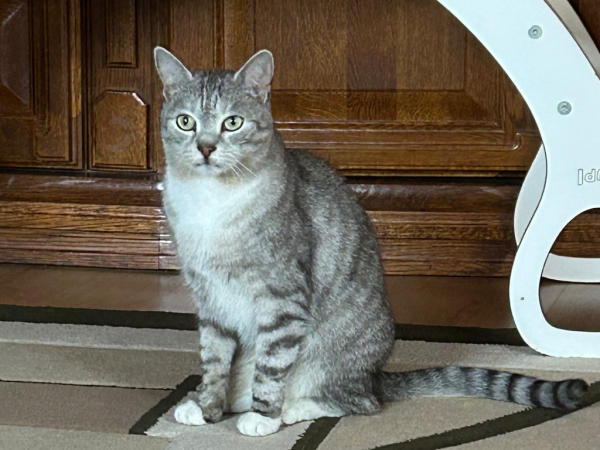 KOSMO - Imagen del animal perdido