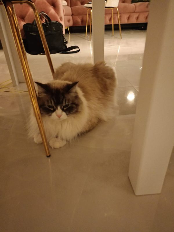 CAMARO - Missing pet photo