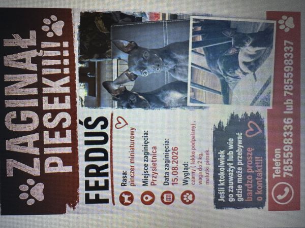 FERDUŚ - Imagen del animal perdido