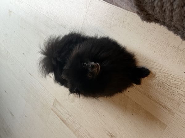 PERUN - Missing pet photo