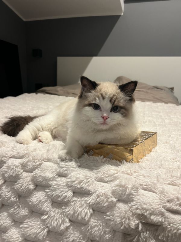 BLANCIK - Missing pet photo