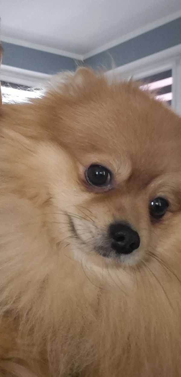 BEN - Missing pet photo