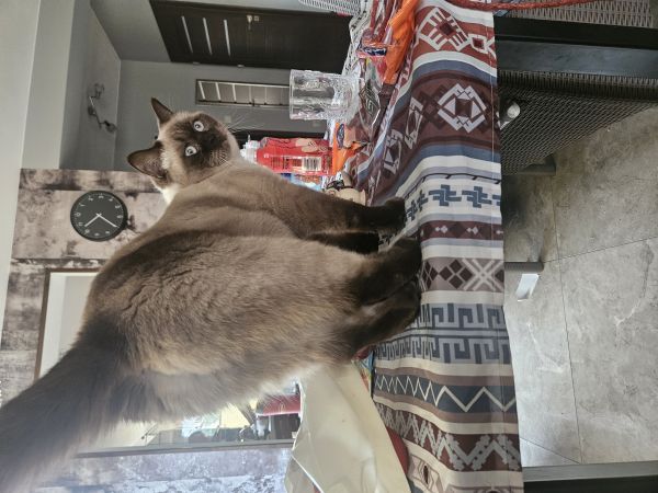 SZANEL - Missing pet photo