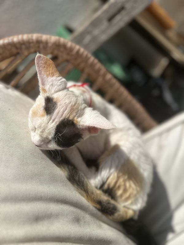 COCO - Zdjęcie zaginionego zwierzęcia