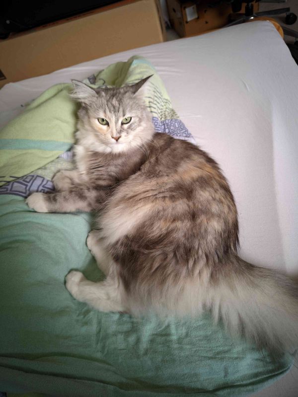 LUNA - Imagen del animal perdido