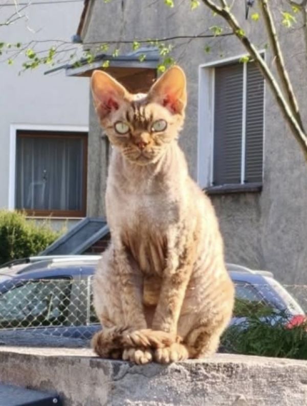 GRINGO - Missing pet photo