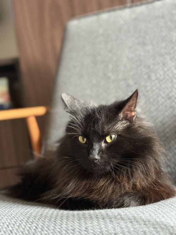 LUCEK ( PRINCE) - Photo de l&rsquo;animal perdu