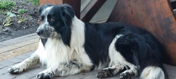 NERO - Missing pet photo