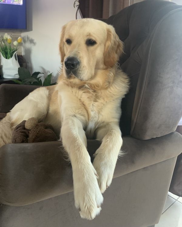 TOMMY - Imagen del animal perdido