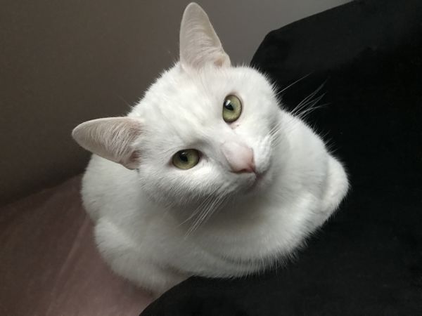 ZEUS - Imagen del animal perdido
