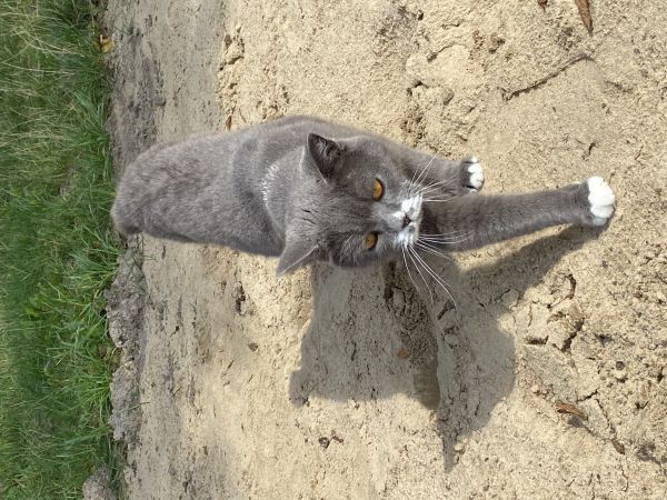 LUFI - Imagen del animal perdido