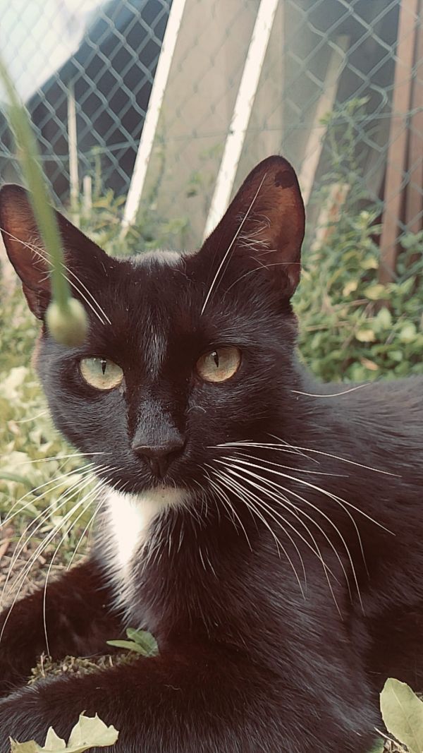 LUCEK - Imagen del animal perdido