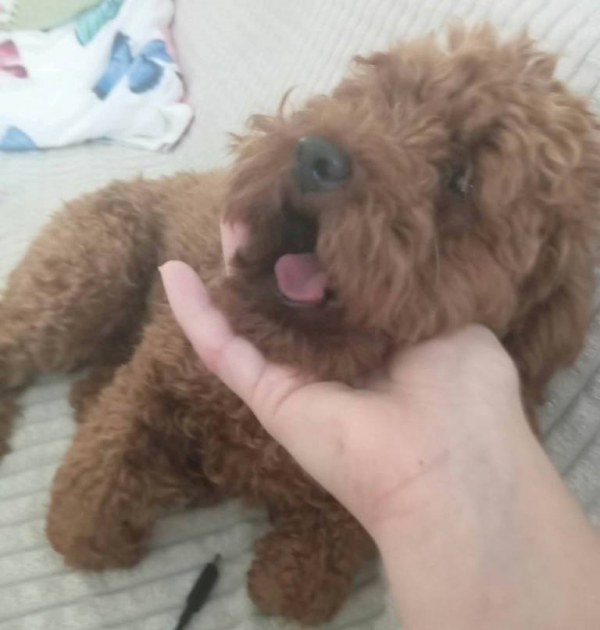 YUMI - Imagen del animal perdido