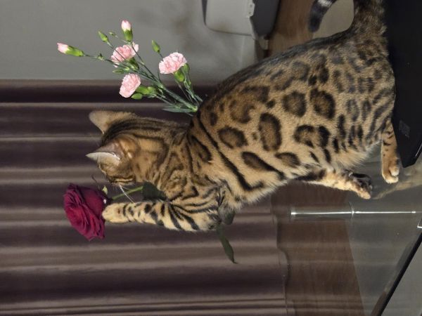 MATCHA - Missing pet photo