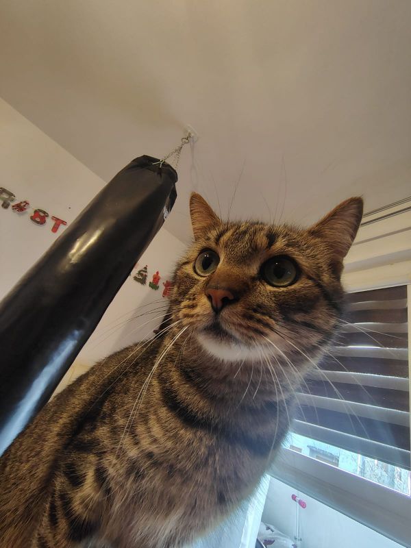 SIMON - Imagen del animal perdido