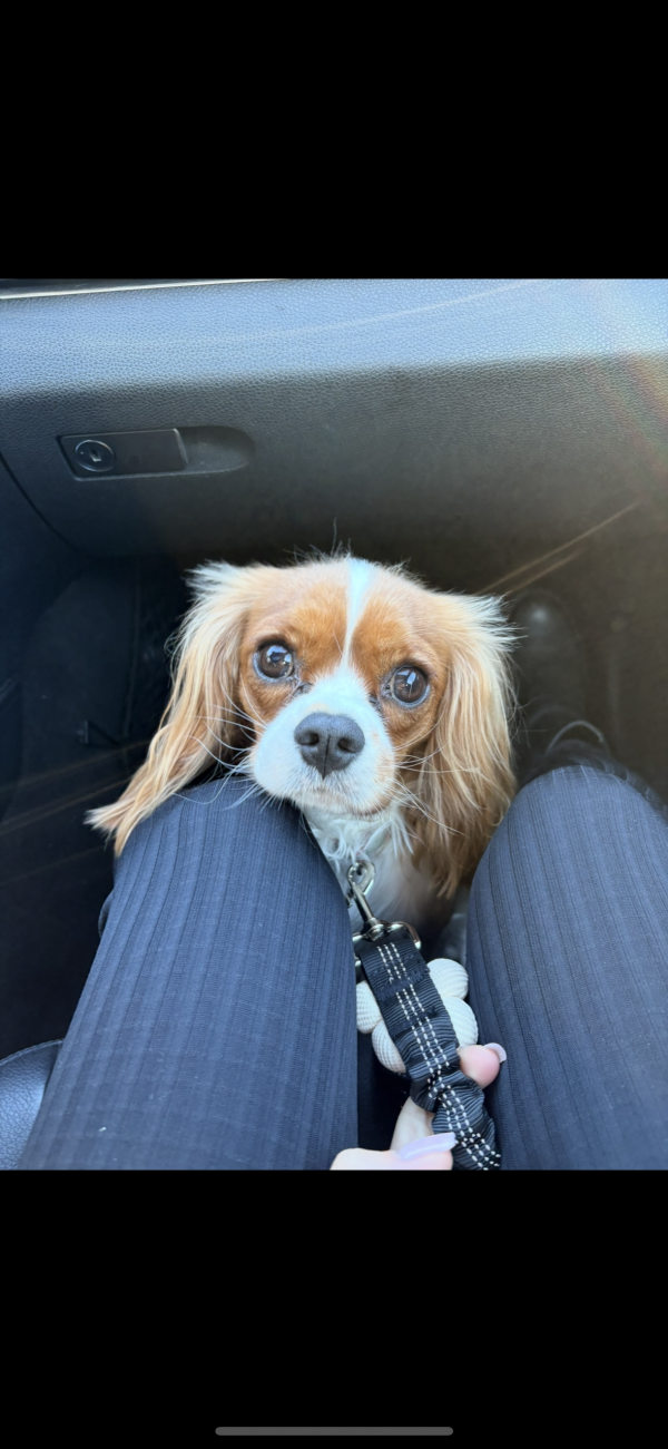 RABUL - Missing pet photo