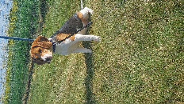 KEJLI - Missing pet photo