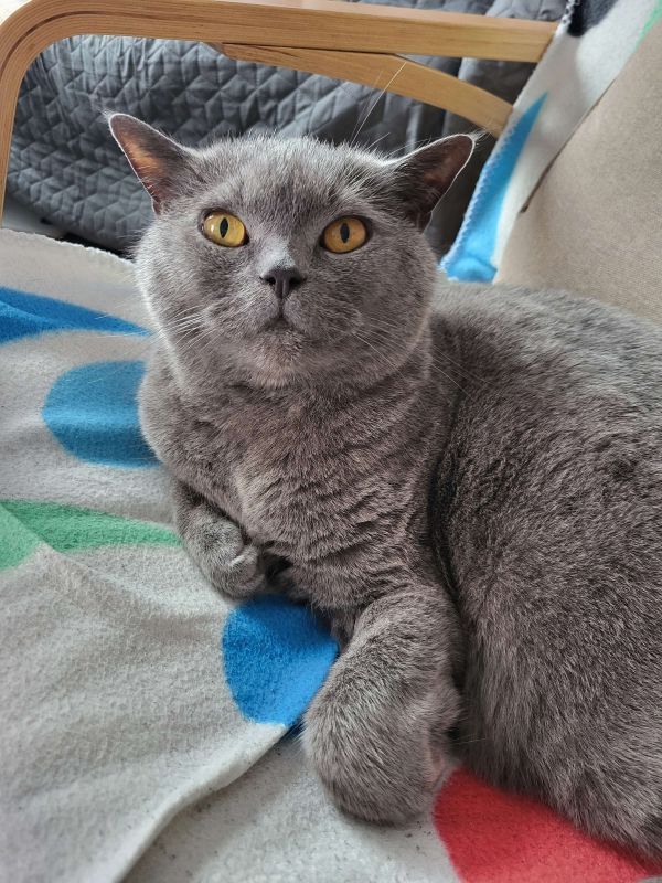 LEVI - Imagen del animal perdido