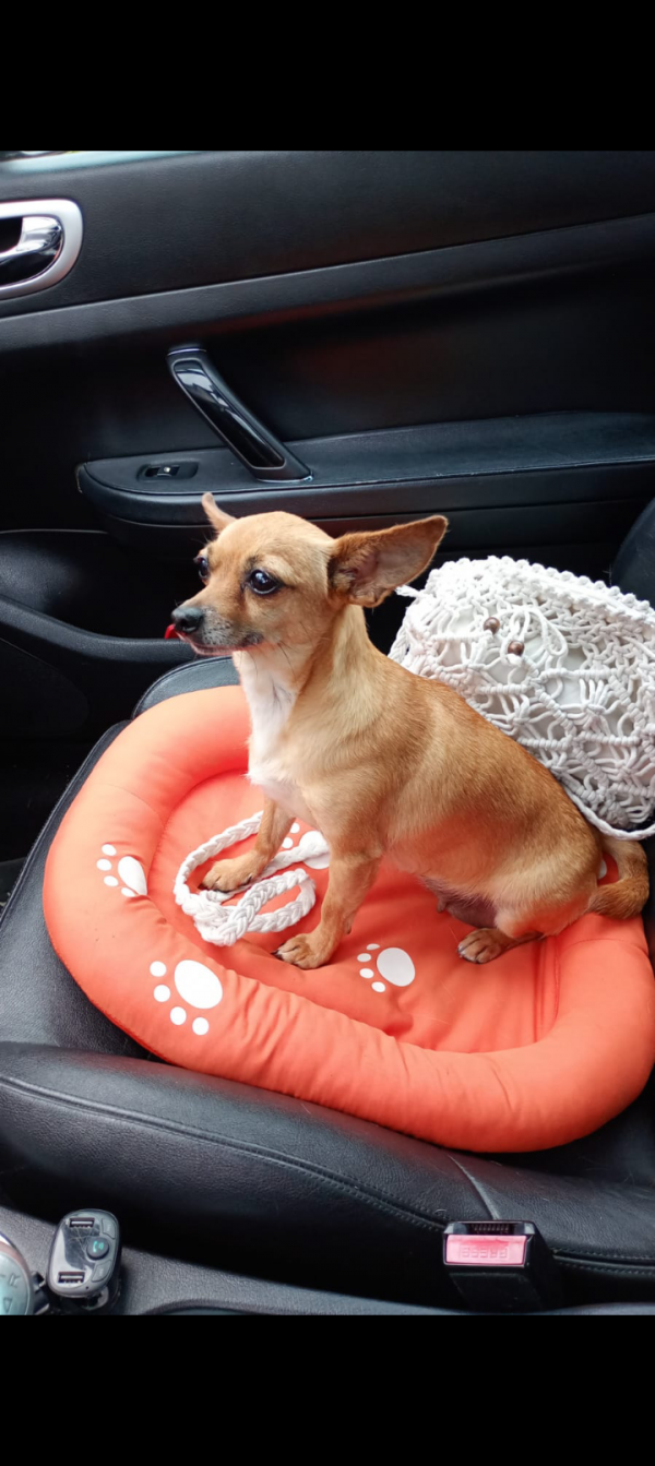 CHAŁKA - Missing pet photo