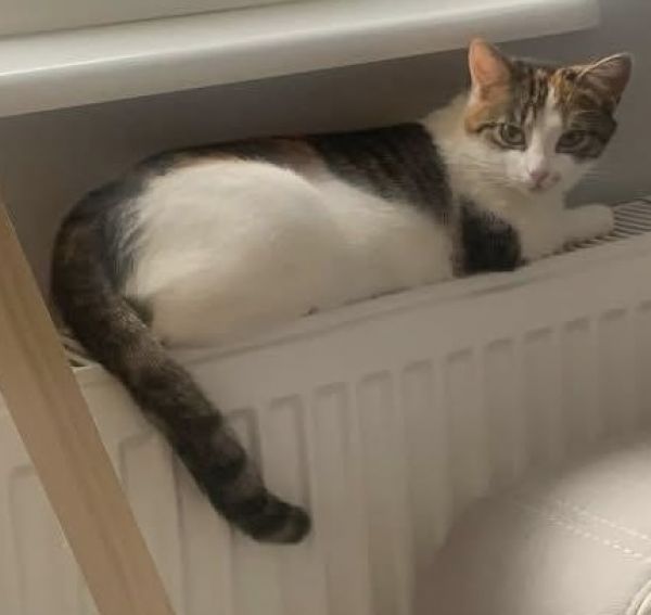 MURKA - Missing pet photo