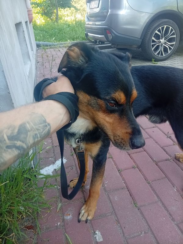 BEZI - Imagen del animal perdido