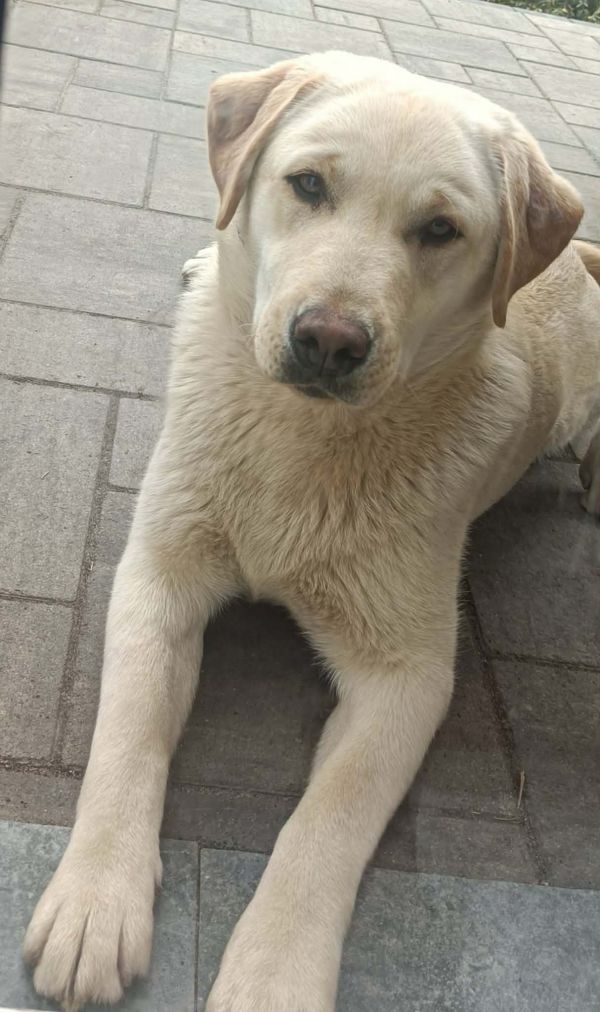 FIBI - Missing pet photo