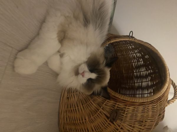 KICIUŚ - Missing pet photo