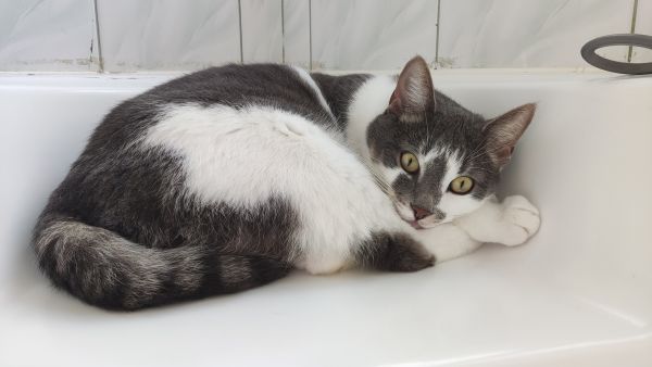 ROCKY - Imagen del animal perdido
