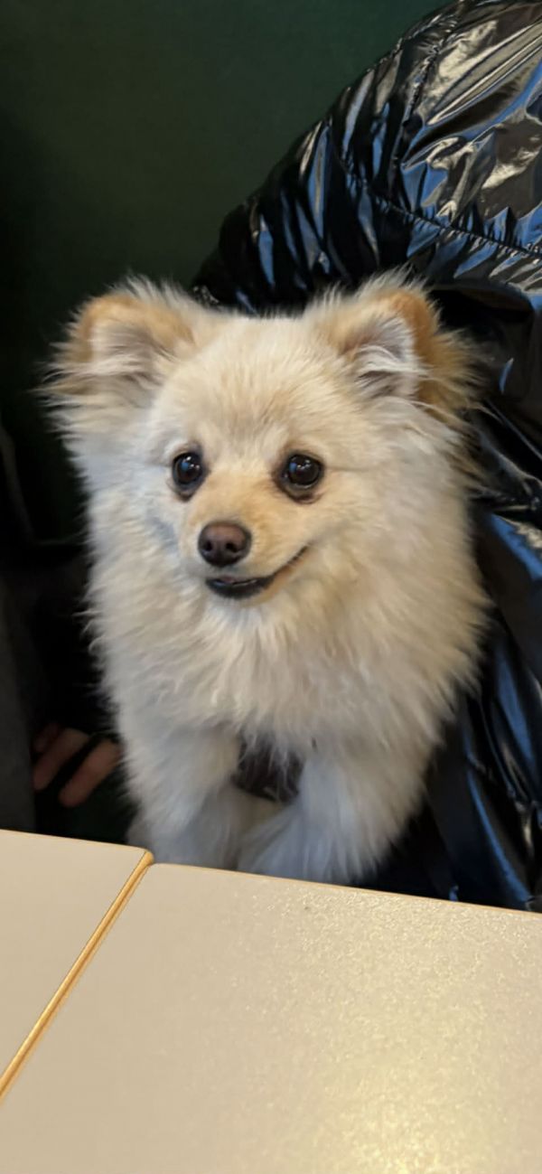 REKSIO - Imagen del animal perdido