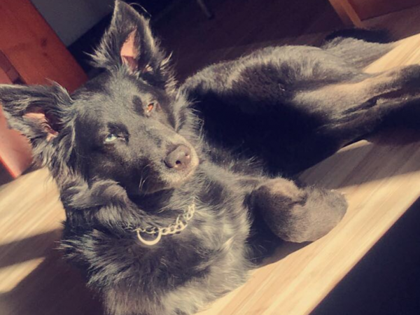 PERLE - Imagen del animal perdido