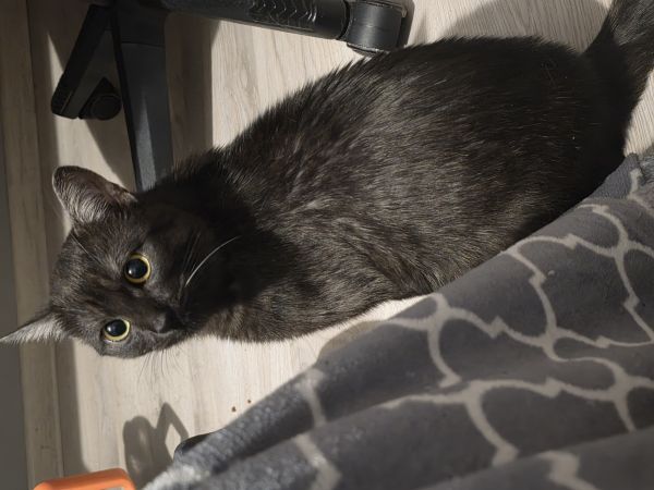 KIRO - Imagen del animal perdido