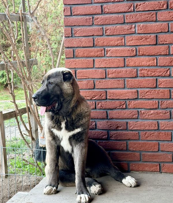 LUNA - Imagen del animal perdido