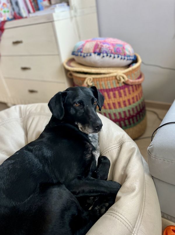 JANKES - Imagen del animal perdido