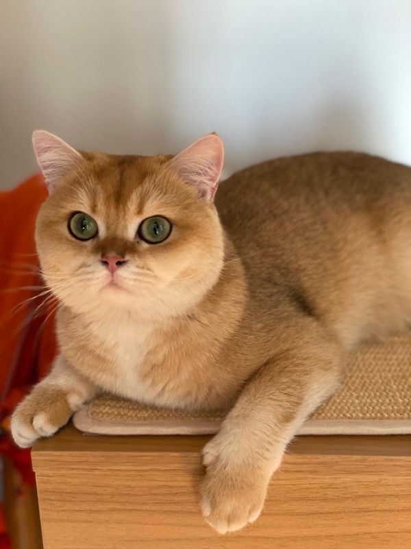 RICHARD - Missing pet photo