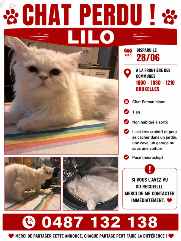 LILOU - Foto des vermissten Tieres