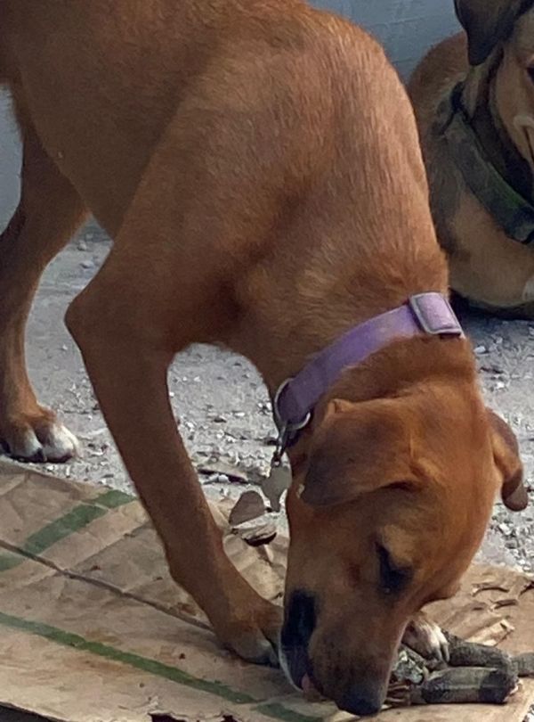 LADY - Imagen del animal perdido