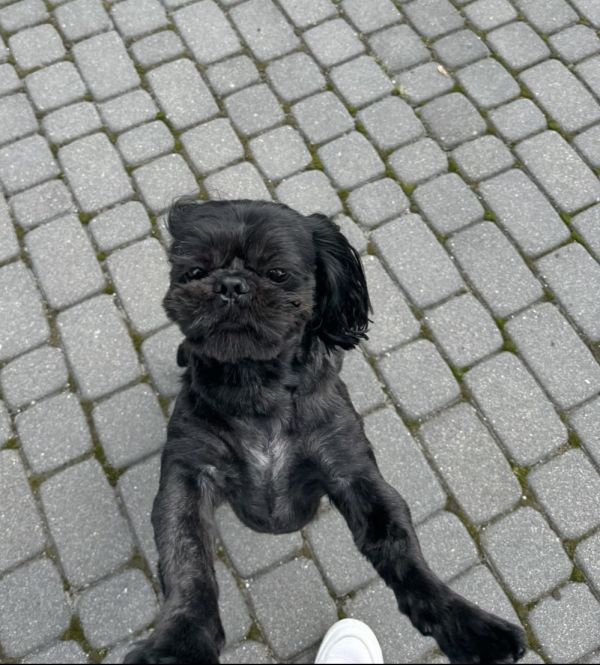 OLI - Missing pet photo