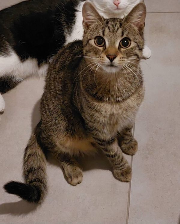 LULEK - Missing pet photo