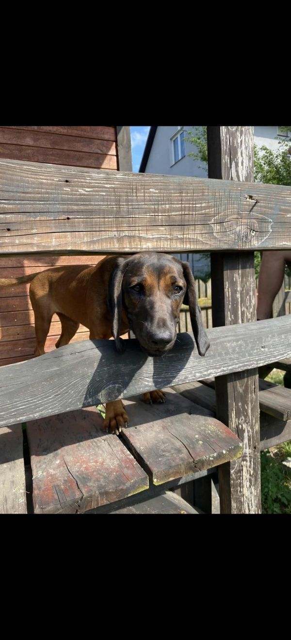 AGI - Missing pet photo