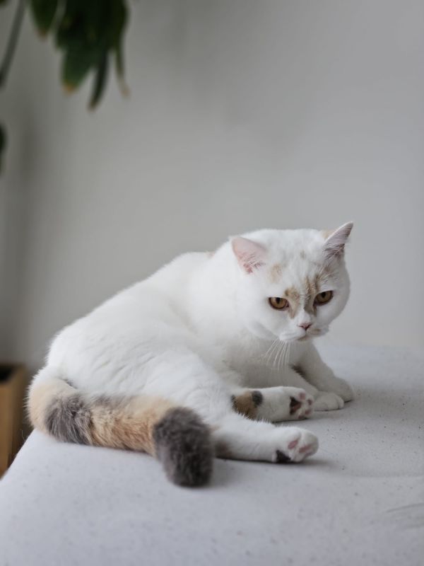 MAGGIE - Imagen del animal perdido