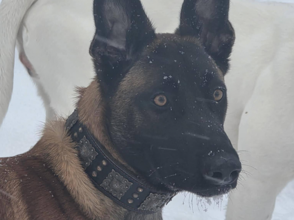 MADOX - Missing pet photo