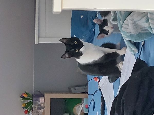 LUNA - Foto des vermissten Tieres