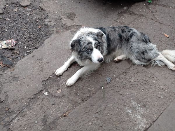 BEJLY - Missing pet photo