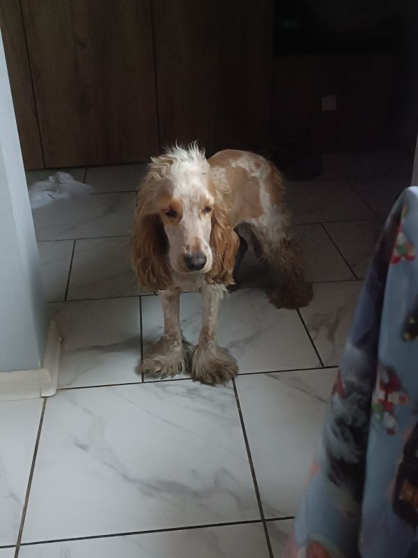 BERNIE - Missing pet photo