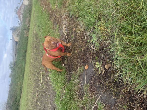 BULINKA - Missing pet photo